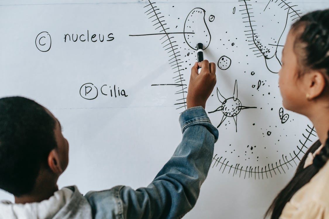 Free Back view of anonymous multiracial classmates describing primitive organism on whiteboard in classroom Stock Photo