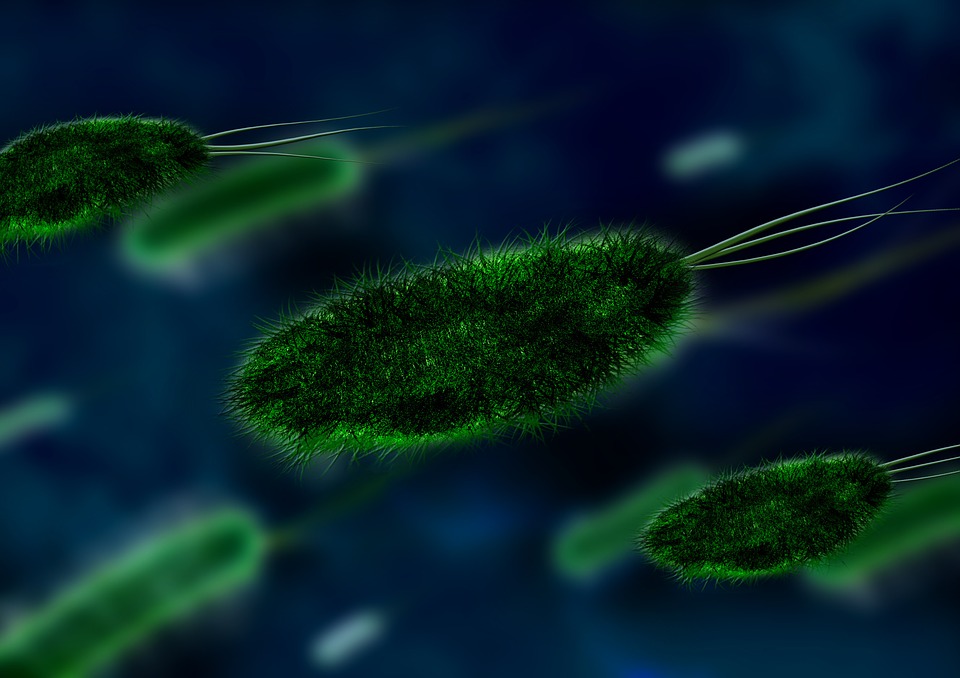 Free Bacteria Virus illustration and picture