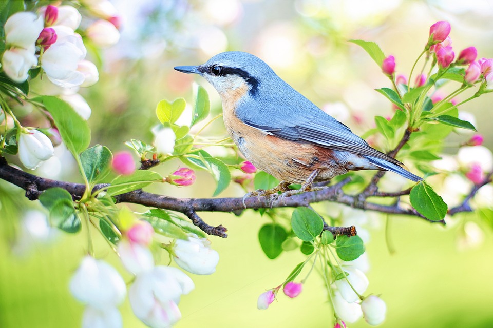 Free Bird Branch photo and picture