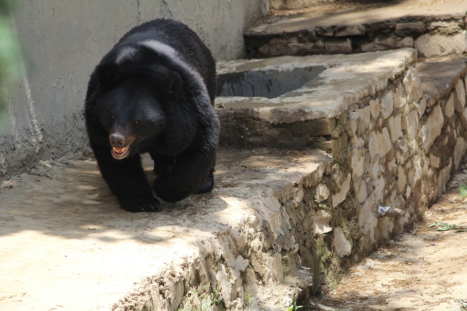 Free Black Bear Indian Bear photo and picture