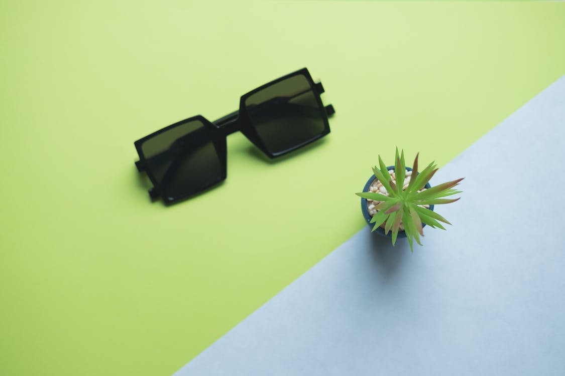 Free Black Sunglasses Beside Succulent Plant Stock Photo