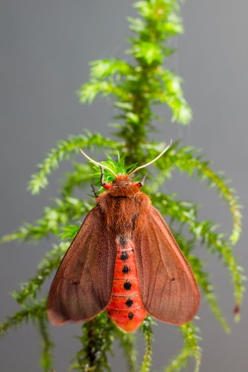 Free Brown Moth Perched on Green Plant Stock Photo