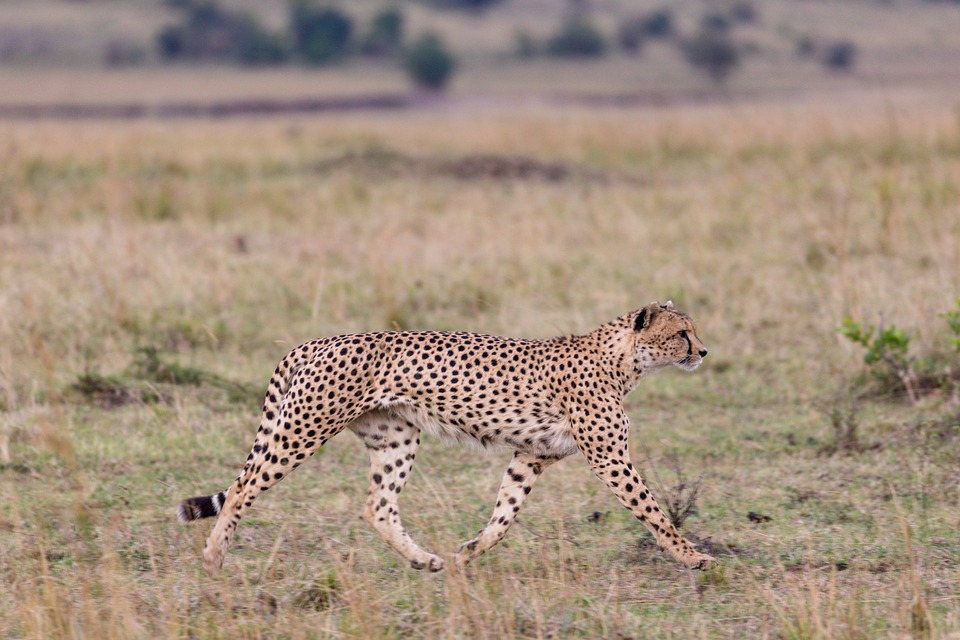 Free Cheetah Animal photo and picture