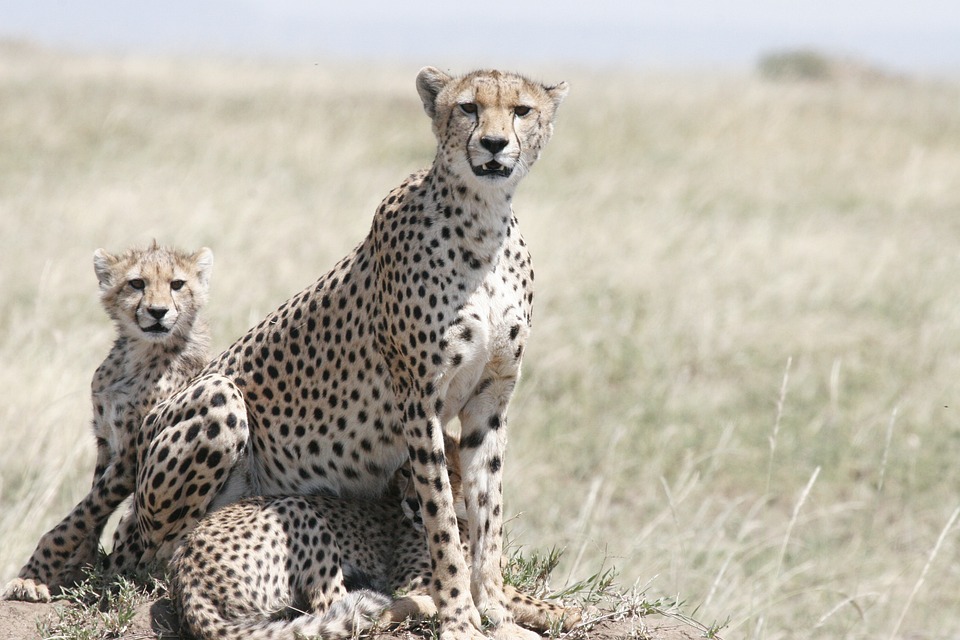 Free Cheetah Cheetah Mother photo and picture