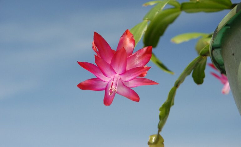 Free Christmas Plant Cactus photo and picture