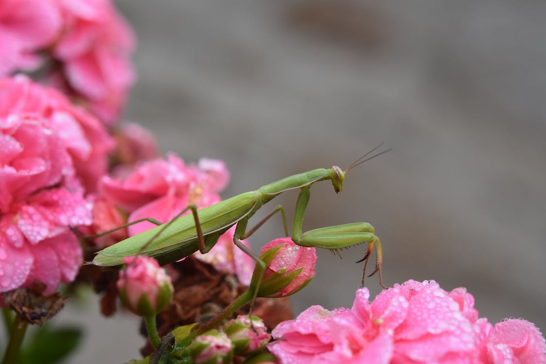 Free Close up of a Praying Mantis on a Flower Stock Photo