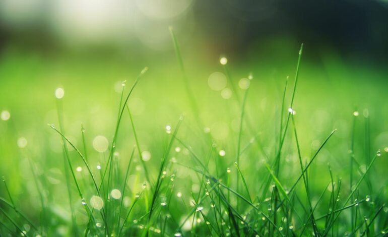 Free Closeup Photo of Green Grass Field Stock Photo