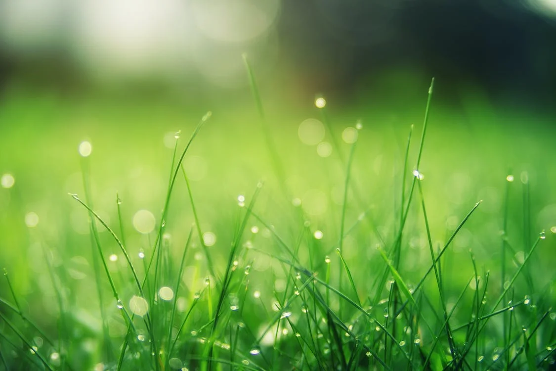 Transpiration and guttation in biology