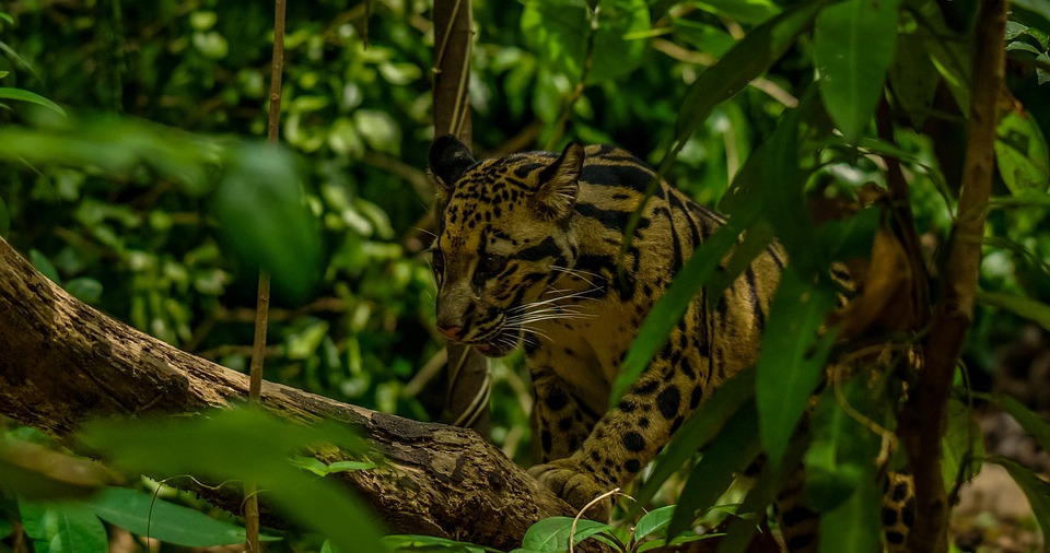 Free Clouded Leopard Leopard photo and picture