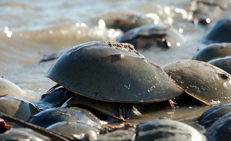  All about the horseshoe crab