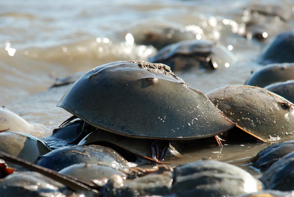 Free Coast Crab photo and picture