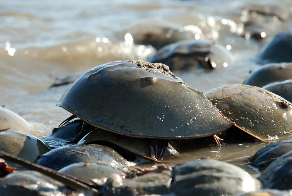 All about the horseshoe crab