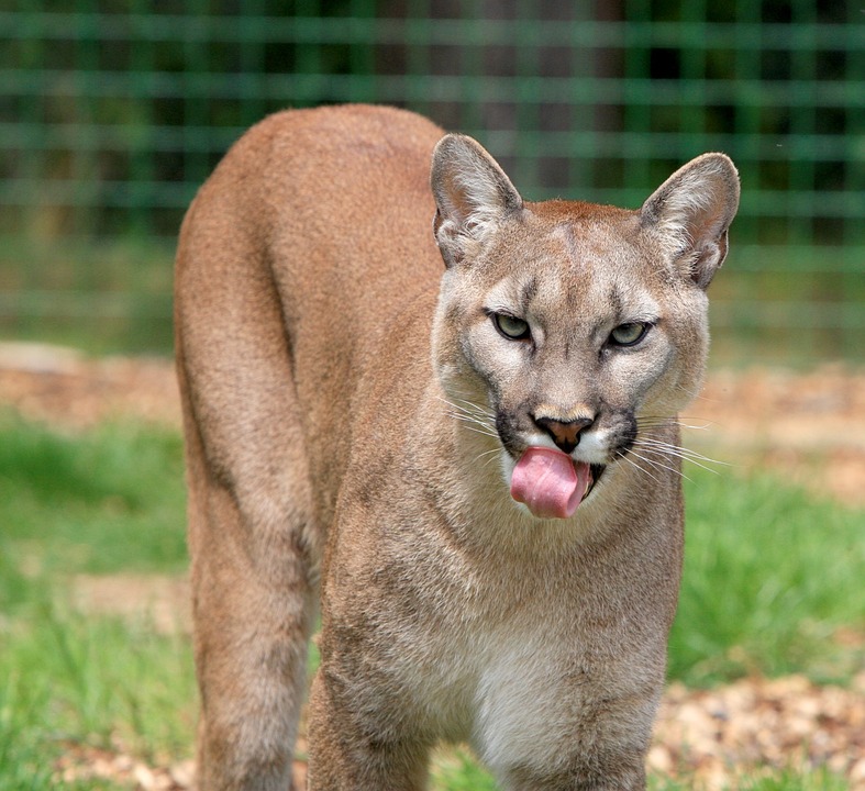 Free Cougar Puma photo and picture