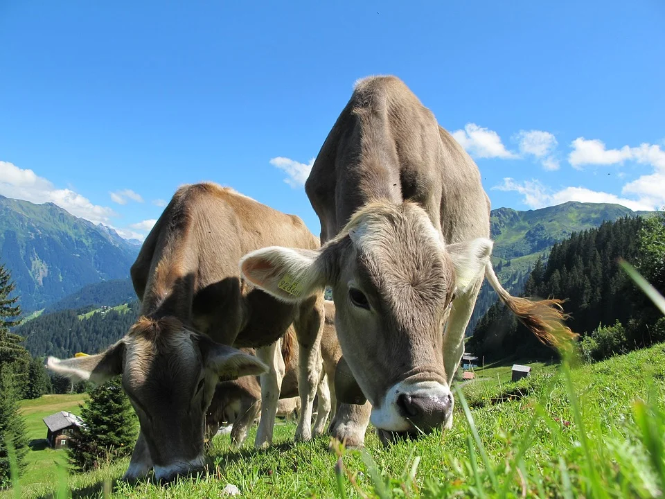 Impact of Overgrazing on the Environment