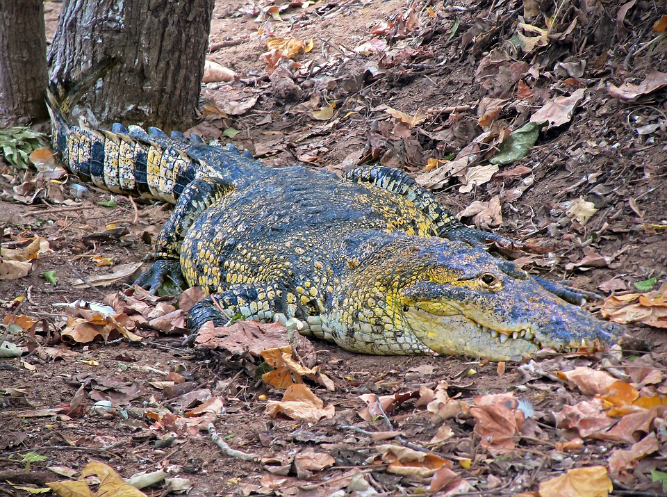 Free Crocodile Caiman photo and picture