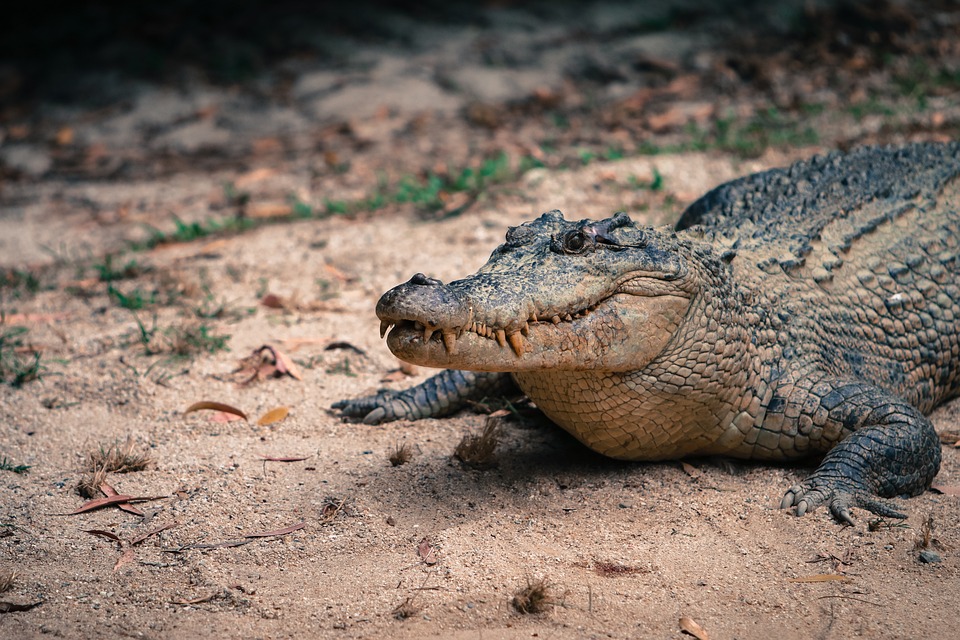 Free Crocodile Reptile photo and picture