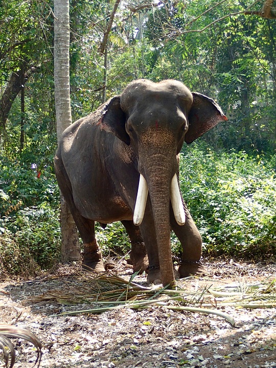 Free Elephant India photo and picture