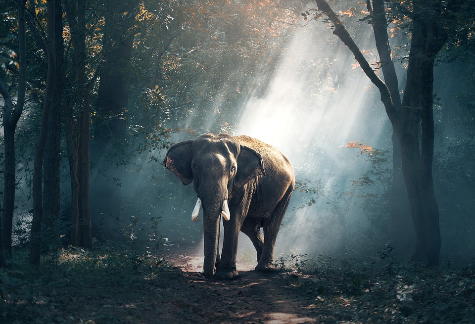 Free Elephant Trunk photo and picture