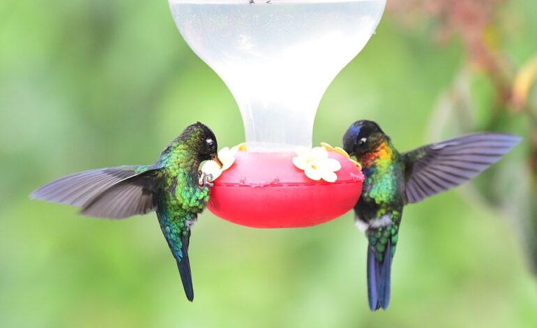  All about hummingbird feeders