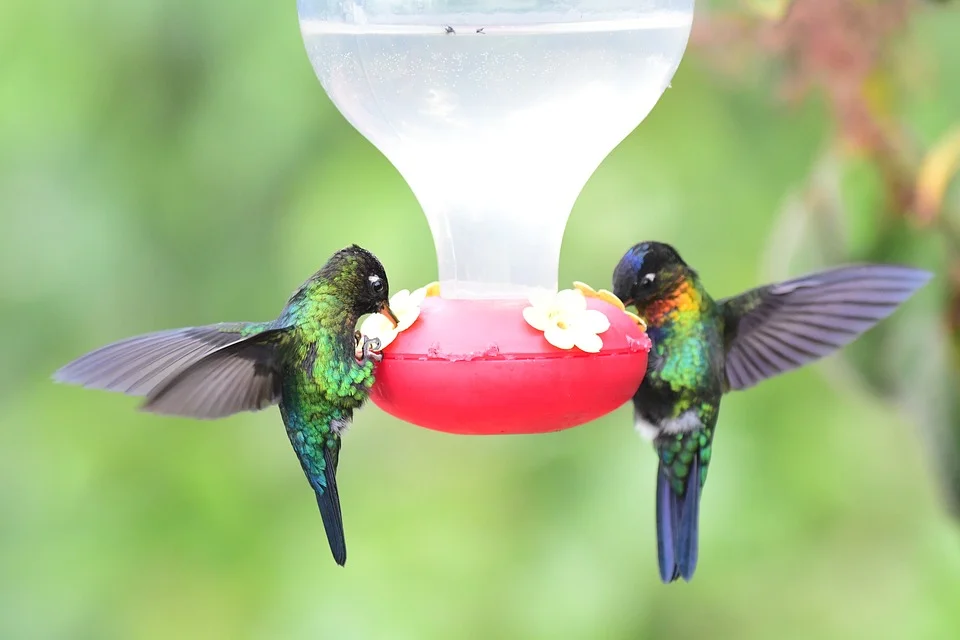 All about hummingbird feeders