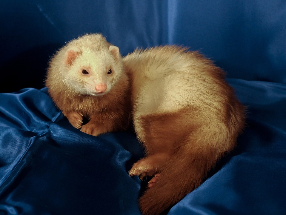 Free Ferret Animal photo and picture