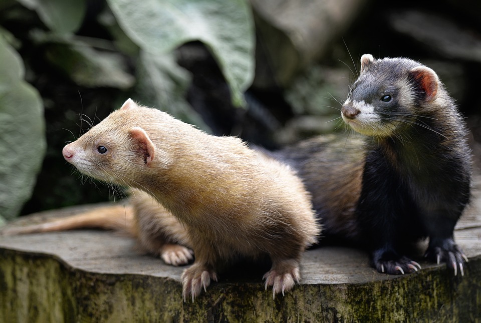 Free Ferret Mammals photo and picture