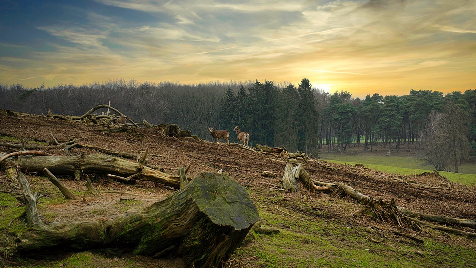 Free Forest Sunrise photo and picture