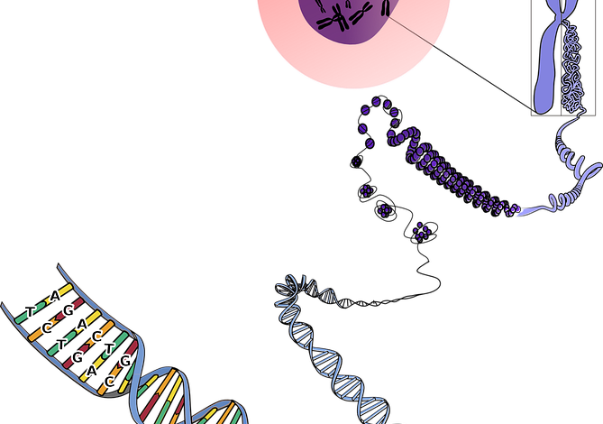 Free Genetics Chromosomes vector and picture