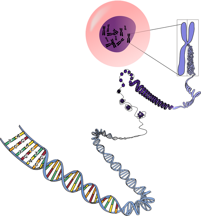 Free Genetics Chromosomes vector and picture