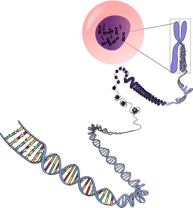 RNA types, structure and functions