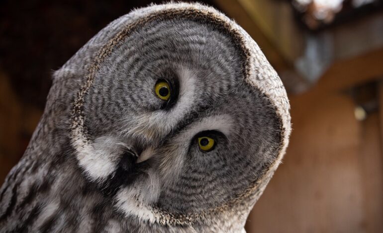 Free Great Grey Owl Owl photo and picture