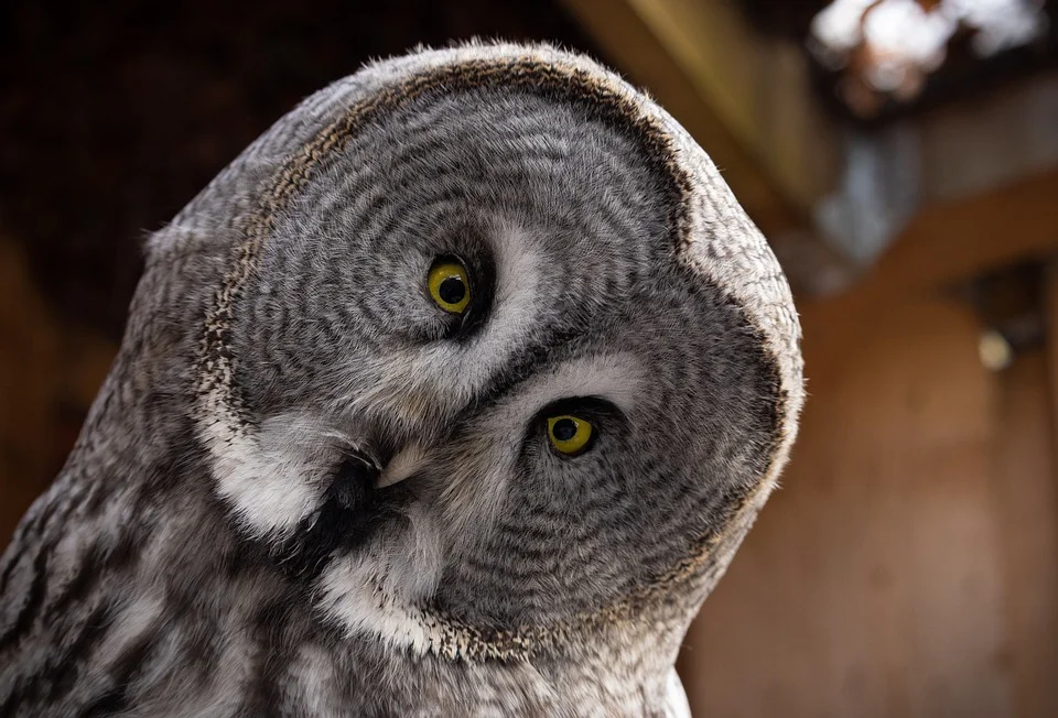 Largest owl in North America