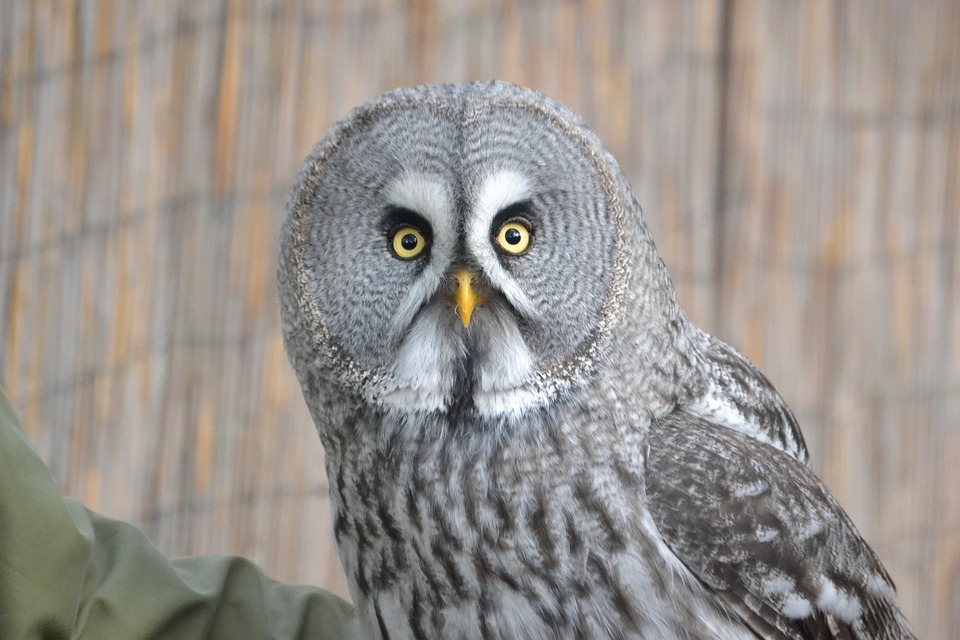 Free Great Grey Owl Owl photo and picture