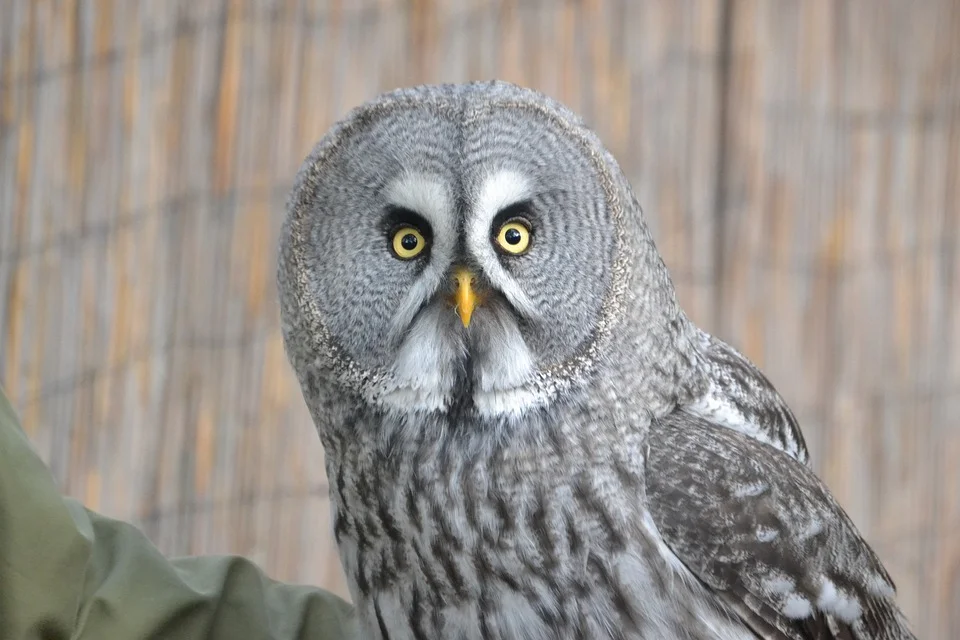 Free Great Grey Owl Owl photo and picture