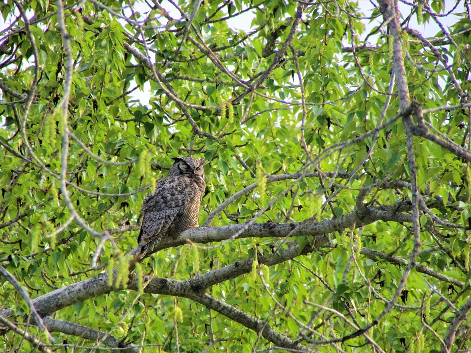 Free Great Horned Owl Owl photo and picture