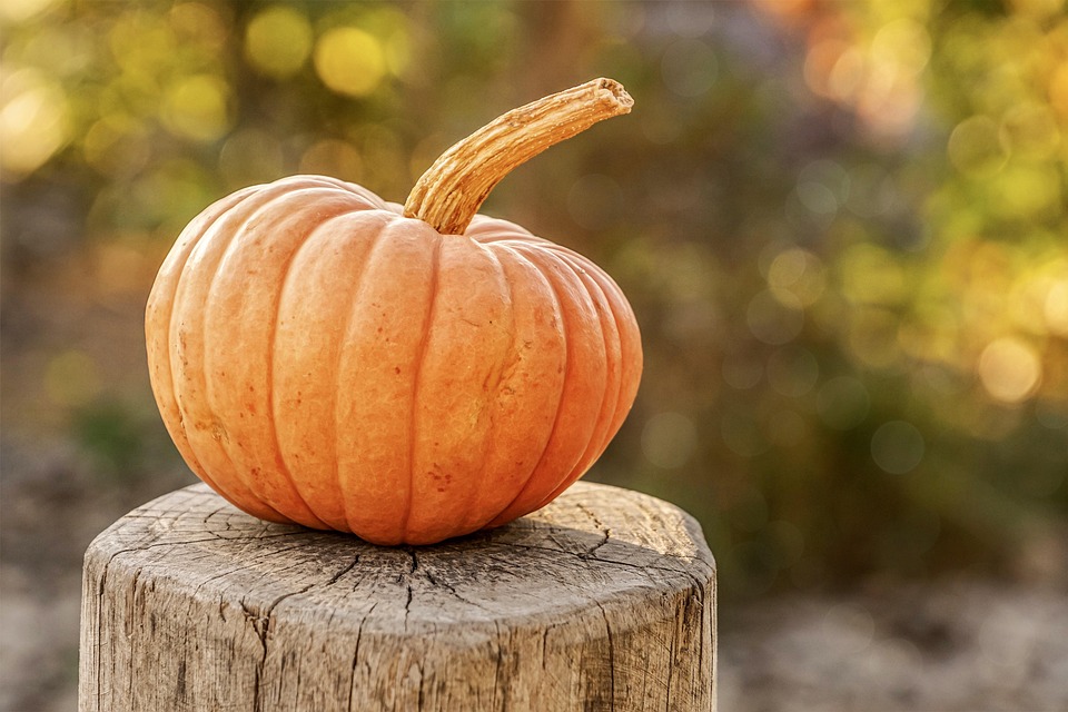 Free Harvest Pumpkin photo and picture