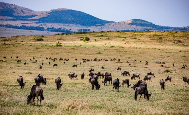 Free Herd of Elephant on Brown Grass Field Stock Photo