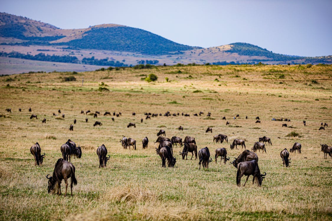 Free Herd of Elephant on Brown Grass Field Stock Photo