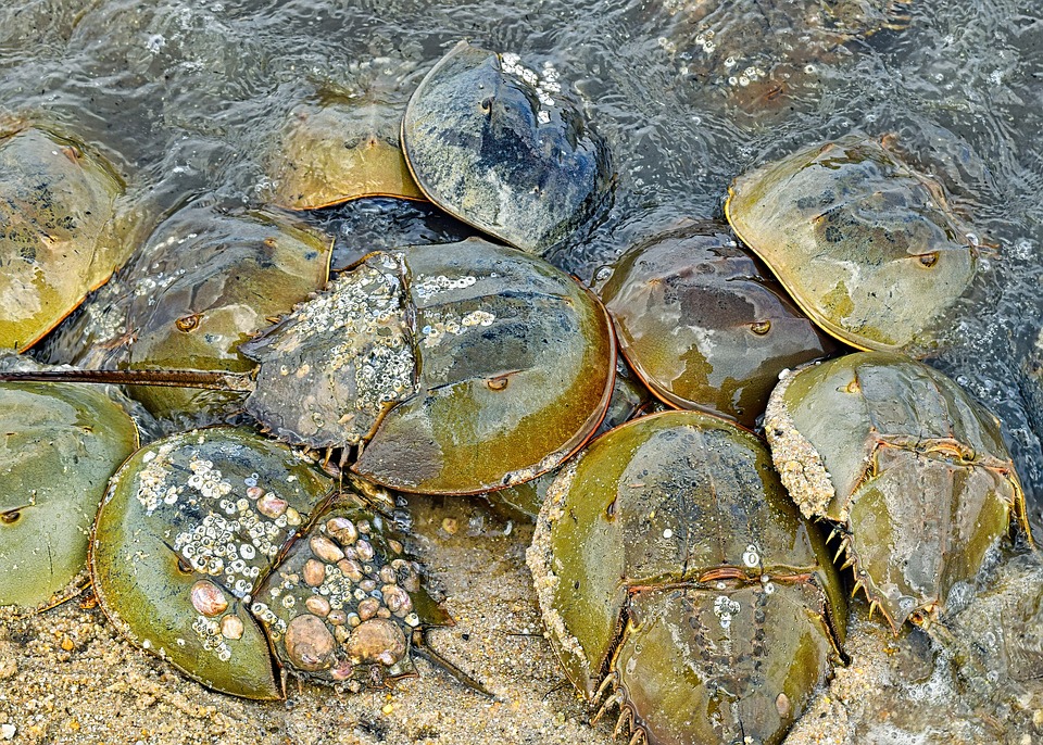 Free Horseshoe Crabs Crustaceans photo and picture