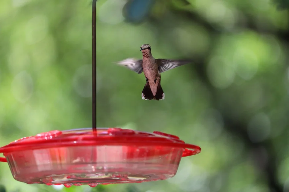 Free Hummingbird Wildlife photo and picture