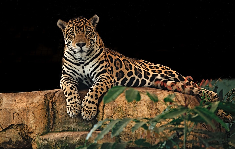 Free Jaguar Resting photo and picture