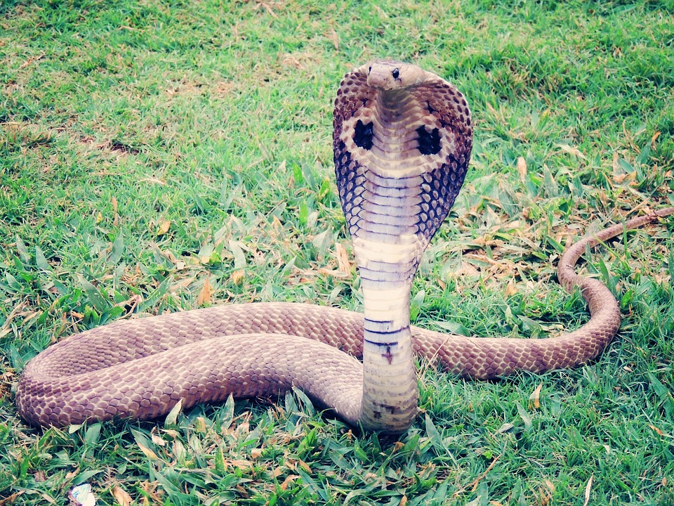 Free King Cobra Cobra photo and picture