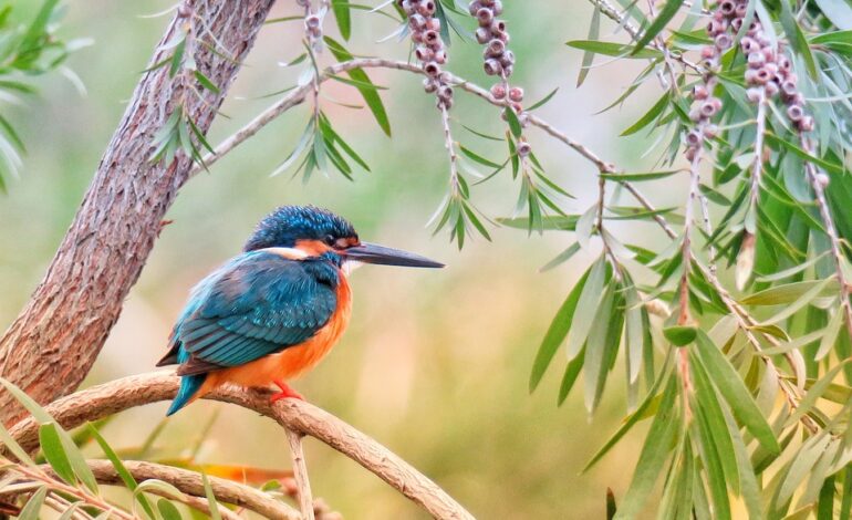  Can birds cause allergies?