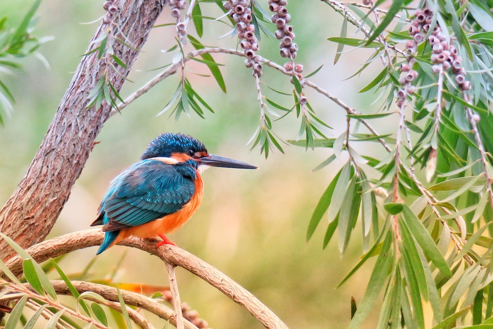 Free Kingfisher Natural photo and picture