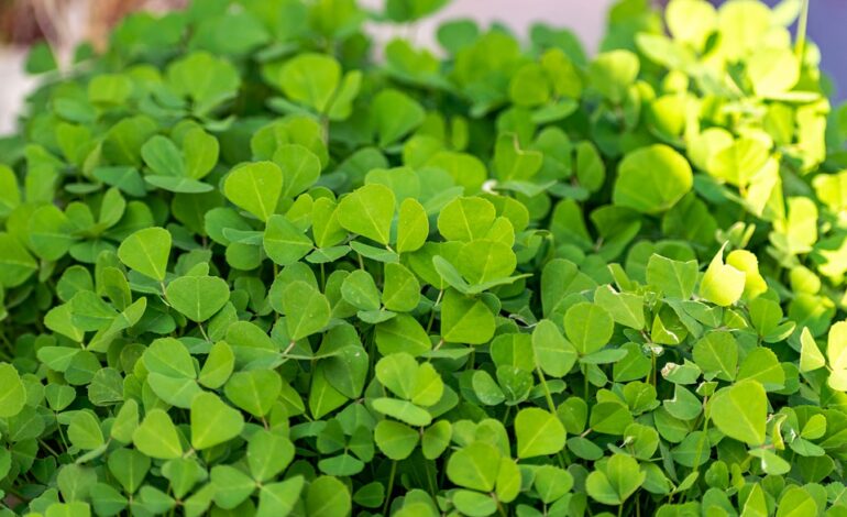 Free Leaves Fenugreek Leaves photo and picture