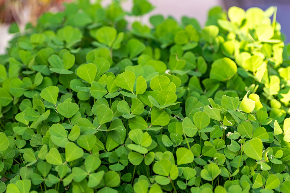 Free Leaves Fenugreek Leaves photo and picture