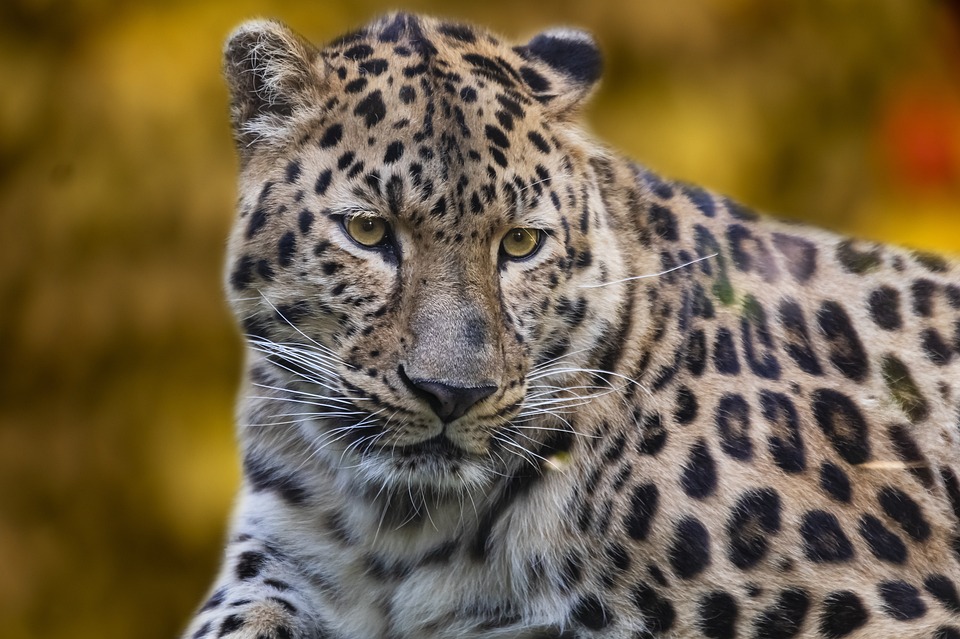 Free Leopard Animal photo and picture