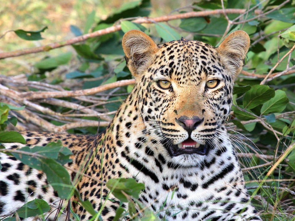 Free Leopard Animal photo and picture