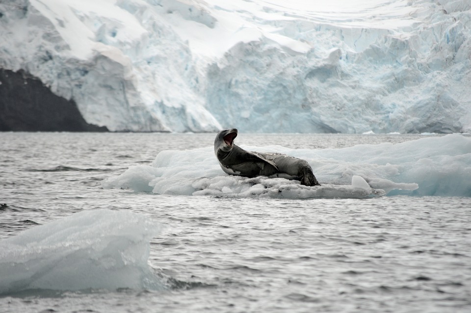 Free Leopard Leopard Seal photo and picture