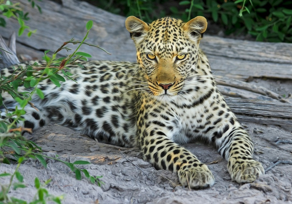 Free Leopard Mammal photo and picture